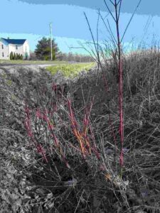 Gettin’ Twiggy With It: Growing Red Twig Dogwood Image